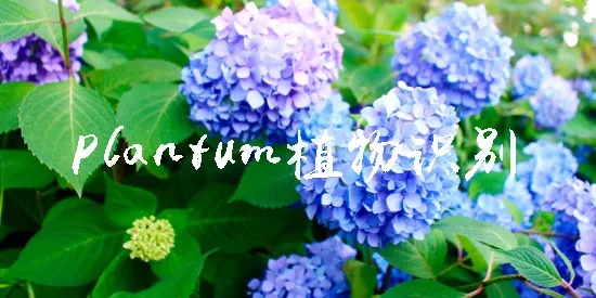 Plantum(植物识别护养) Plantum(植物识别护养)