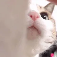 Dexѿǹ2025ٷv7.2.0 ٷ