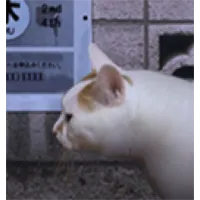 翌日猫之怪奇谭2025最新版本v1.0 app