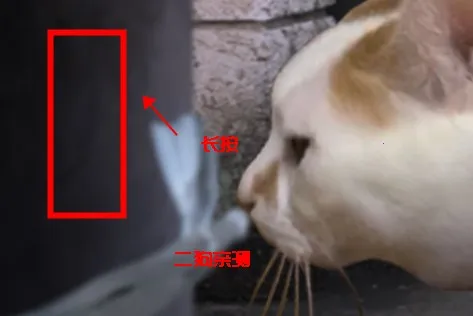 翌日猫之怪奇谭2025最新版本