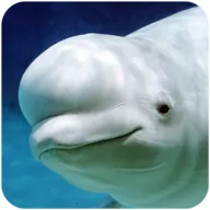 �׾�ģ���������ֻ���v1.0.1 �ٷ�����