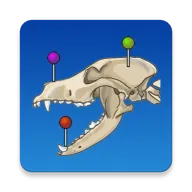 vet Anatomyv4.3.1 �ֻ���