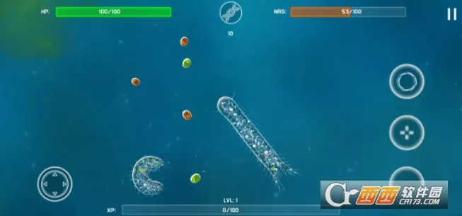 孢子的起源 孢子的起源