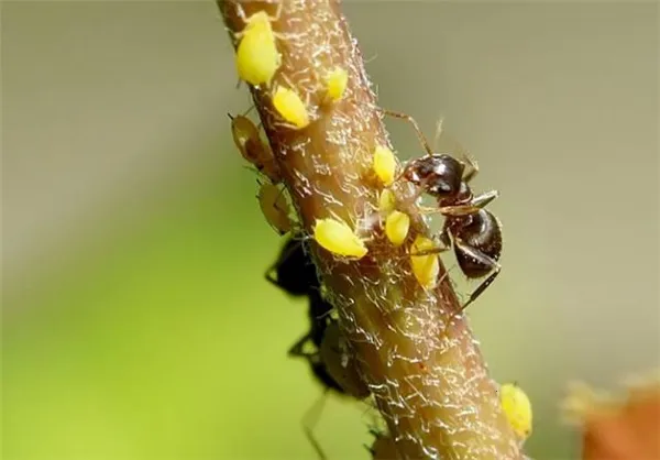 The Ants��׿���ֻ���