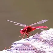 �����ѵ��Ӻ���2026���ذ�װv1.0 ��Ѱ�