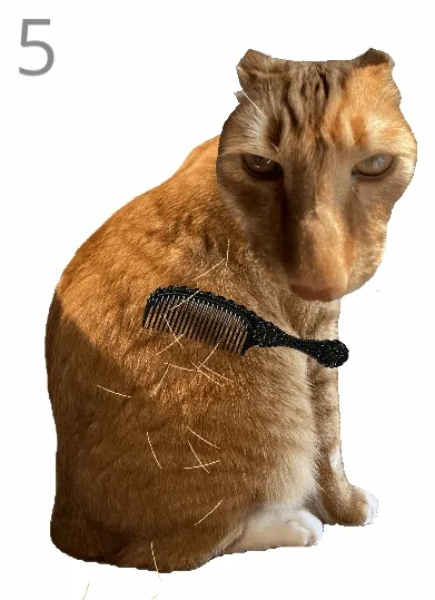 给猫梳毛最新手机版
