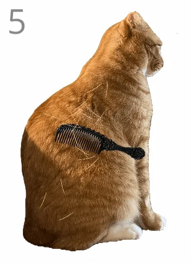 给猫梳毛最新手机版