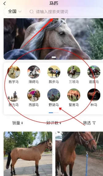 马统(马术综合服务平台) 马统(马术综合服务平台)